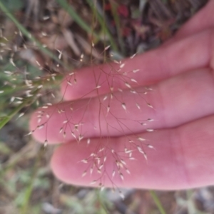 Aira elegantissima at Bungendore, NSW - 1 Nov 2022 03:20 PM