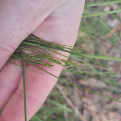 Poa (genus) (A Snow Grass) at Bungendore, NSW - 1 Nov 2022 by clarehoneydove