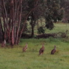 Notamacropus rufogriseus (Red-necked Wallaby) at Stromlo, ACT - 1 Nov 2022 by WCK