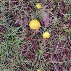 Craspedia sp. (Billy Buttons) at Mount Majura - 30 Oct 2022 by abread111