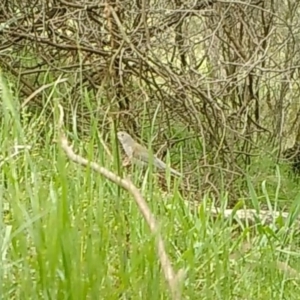 Colluricincla harmonica at Yass River, NSW - 24 Oct 2022 01:55 PM