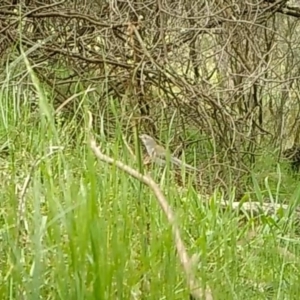 Colluricincla harmonica at Yass River, NSW - 24 Oct 2022 01:55 PM