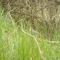 Colluricincla harmonica at Yass River, NSW - 24 Oct 2022 01:55 PM