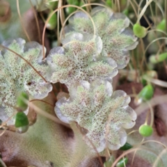 Marchantia sp. (genus) at Watson, ACT - 12 Oct 2022 02:24 PM