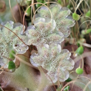 Marchantia sp. (genus) at Watson, ACT - 12 Oct 2022