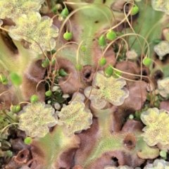 Marchantia sp. (genus) at Watson, ACT - 12 Oct 2022 02:24 PM