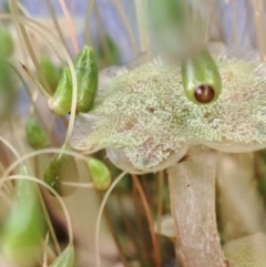 Marchantia sp. (genus) at Watson, ACT - 12 Oct 2022