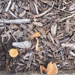 Agrocybe praecox group at Watson, ACT - 12 Oct 2022