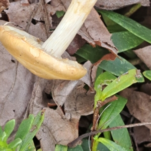 Agrocybe praecox group at Watson, ACT - 12 Oct 2022