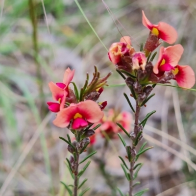 Dillwynia sericea (Egg And Bacon Peas) at Farrer, ACT - 21 Oct 2022 by Mike