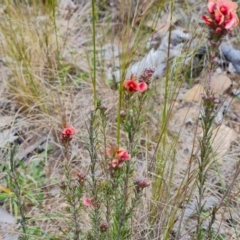 Dillwynia sericea at Farrer, ACT - 21 Oct 2022