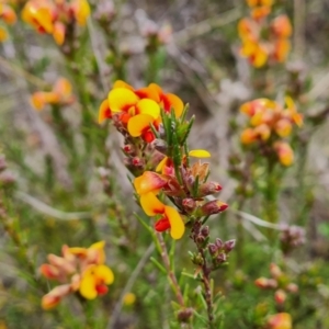 Dillwynia sericea at Farrer, ACT - 21 Oct 2022