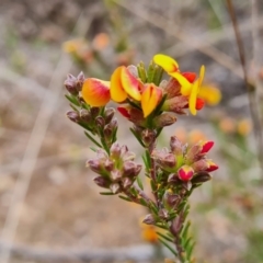 Dillwynia sericea at Farrer, ACT - 21 Oct 2022 03:50 PM