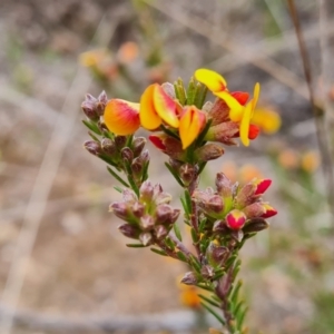 Dillwynia sericea at Farrer, ACT - 21 Oct 2022