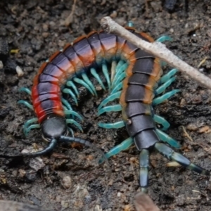 Scolopendra laeta at Stromlo, ACT - 1 Nov 2022