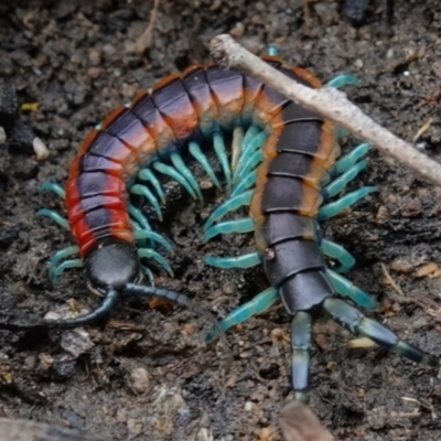 Scolopendra laeta (Giant Centipede) at Piney Ridge - 1 Nov 2022 by RobG1