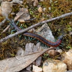 Scolopendra laeta at Stromlo, ACT - 1 Nov 2022