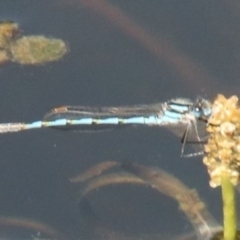 Austrolestes annulosus (Blue Ringtail) at Alpine - 15 Oct 2022 by JanHartog