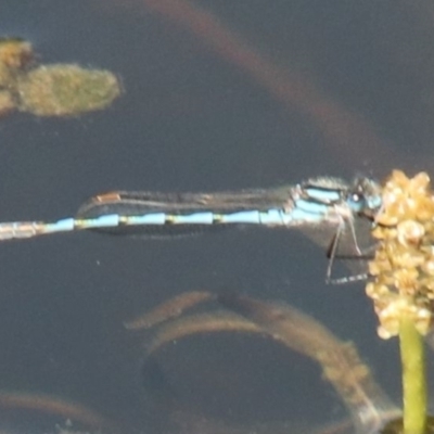 Austrolestes annulosus (Blue Ringtail) at Alpine, NSW - 15 Oct 2022 by JanHartog