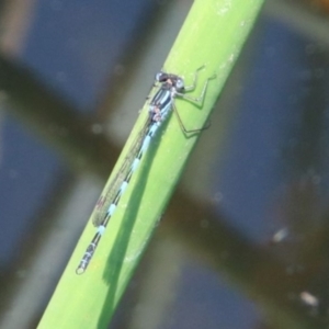 Austrolestes annulosus at Alpine, NSW - 16 Oct 2022