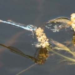 Austrolestes annulosus at Alpine, NSW - 16 Oct 2022