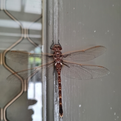 Adversaeschna brevistyla (Blue-spotted Hawker) at Wanniassa, ACT - 2 Nov 2022 by Fiboa