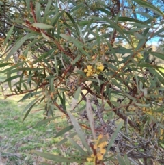 Acacia rubida (Red-stemmed Wattle, Red-leaved Wattle) at Stromlo, ACT - 27 Sep 2021 by Fiboa