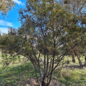 Acacia rubida at Stromlo, ACT - 27 Sep 2021