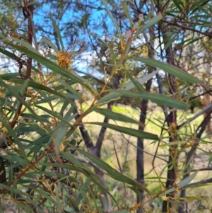 Acacia rubida at Stromlo, ACT - 27 Sep 2021