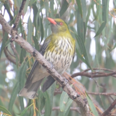 Oriolus sagittatus (Olive-backed Oriole) at Borough, NSW - 23 Oct 2022 by mcleana
