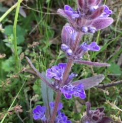 Ajuga australis (Austral Bugle) at Lower Boro, NSW - 27 Oct 2022 by mcleana