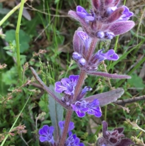 Ajuga australis at Lower Boro, NSW - 27 Oct 2022