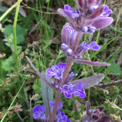 Ajuga australis (Austral Bugle) at Lower Boro, NSW - 27 Oct 2022 by mcleana