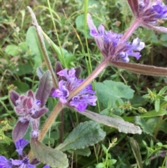 Ajuga australis at Lower Boro, NSW - 27 Oct 2022