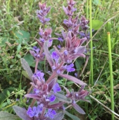 Ajuga australis at Lower Boro, NSW - 27 Oct 2022