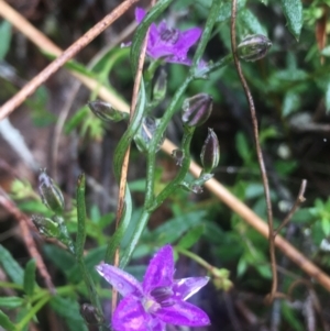 Thysanotus patersonii at Lower Boro, NSW - 22 Oct 2022