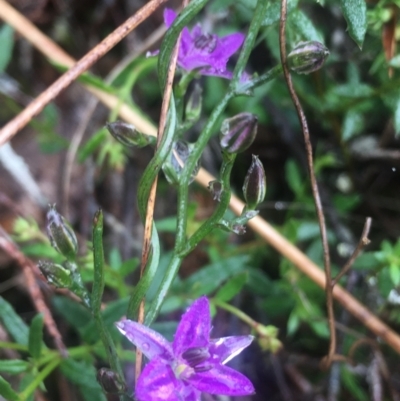 Thysanotus patersonii (Twining Fringe Lily) at Lower Boro, NSW - 22 Oct 2022 by mcleana