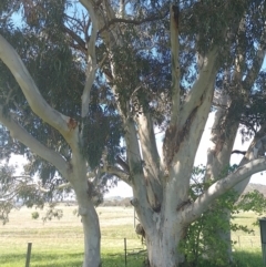 Eucalyptus globulus subsp. bicostata (Southern Blue Gum, Eurabbie) at Symonston, ACT - 2 Nov 2022 by CallumBraeRuralProperty