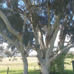 Eucalyptus globulus subsp. bicostata at Symonston, ACT - suppressed