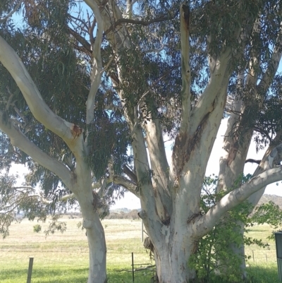 Eucalyptus bicostata (Southern Blue Gum, Eurabbie) at Symonston, ACT - 2 Nov 2022 by CallumBraeRuralProperty