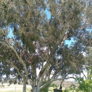 Eucalyptus globulus subsp. bicostata at Symonston, ACT - 2 Nov 2022