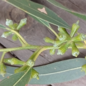 Eucalyptus globulus subsp. bicostata at Symonston, ACT - suppressed