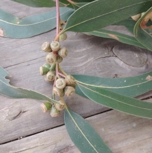 Eucalyptus globulus subsp. bicostata at Symonston, ACT - suppressed