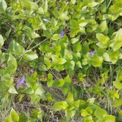 Vinca major (Blue Periwinkle) at Symonston, ACT - 2 Nov 2022 by CallumBraeRuralProperty