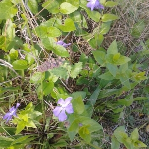 Vinca major at Symonston, ACT - 2 Nov 2022 10:30 AM