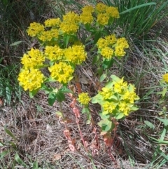 Euphorbia oblongata (Egg-leaf Spurge) at Symonston, ACT - 2 Nov 2022 by CallumBraeRuralProperty