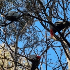 Callocephalon fimbriatum (Gang-gang Cockatoo) at Rivett, ACT - 7 Oct 2022 by maXineC