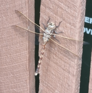 Adversaeschna brevistyla at Rivett, ACT - 2 Nov 2022 01:14 PM