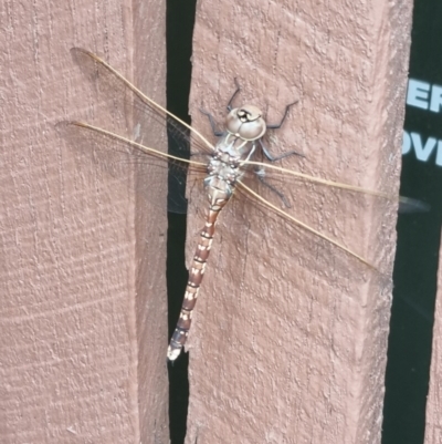 Adversaeschna brevistyla (Blue-spotted Hawker) at Rivett, ACT - 2 Nov 2022 by maXineC