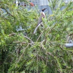 Philemon corniculatus (Noisy Friarbird) at North Albury, NSW - 31 Oct 2022 by Darcy